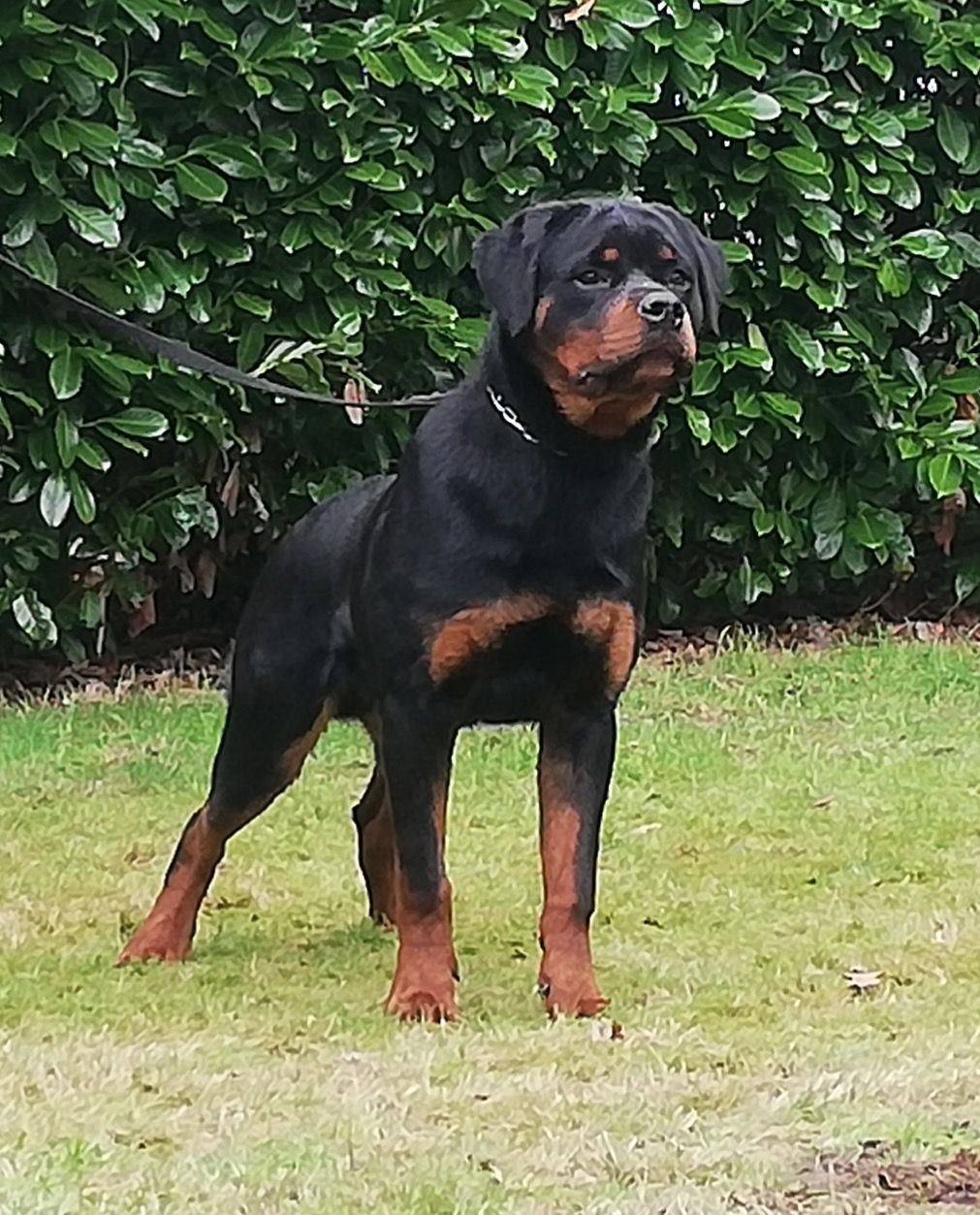 Erwachsener Rottweilerrüde, stehend an der Leine