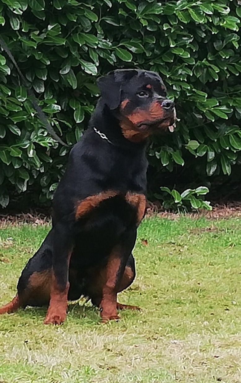 Bella von Hohenschramberg, Hündin