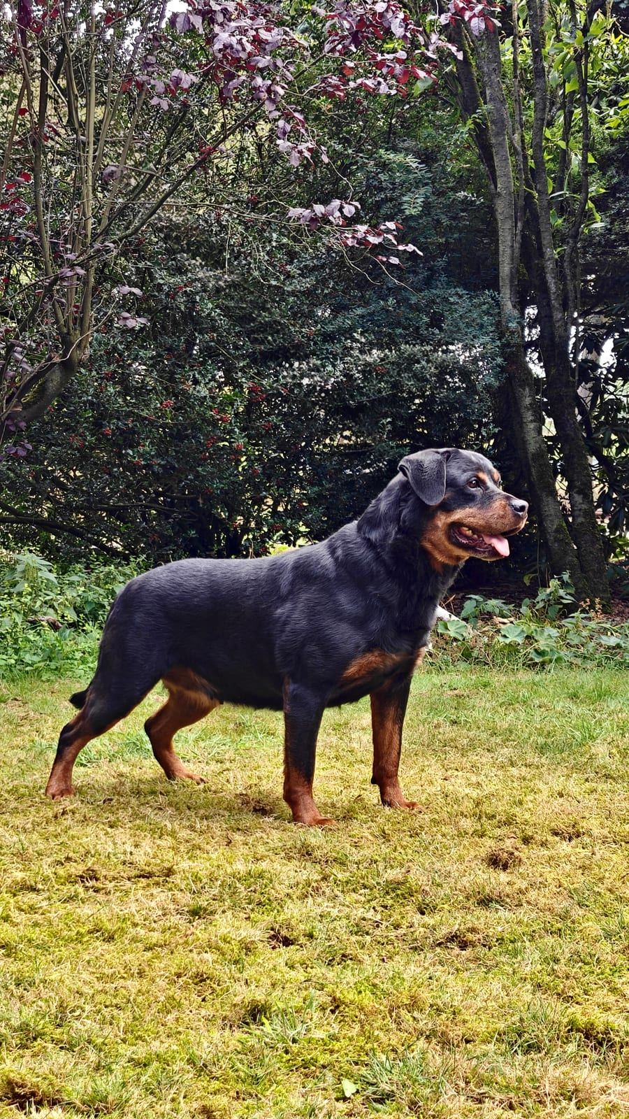 Ilvy vom schwarzen Grat, Rottweiler-Hündin