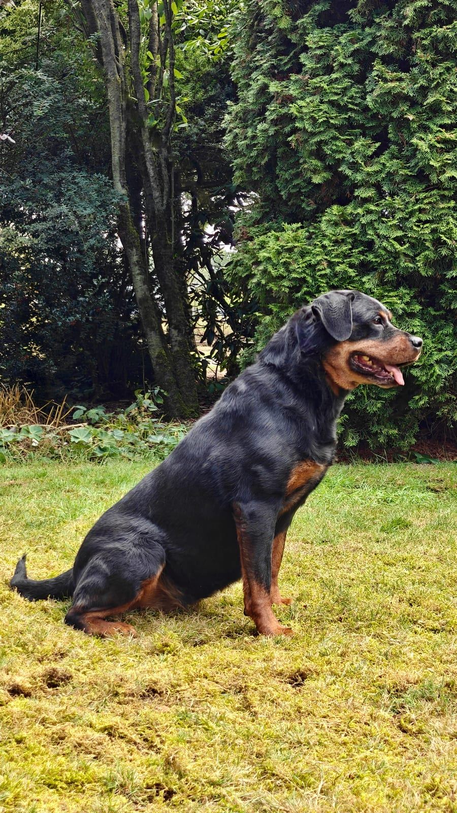 Ilvy vom schwarzen Grat, Rottweiler-Hündin — Foto 2