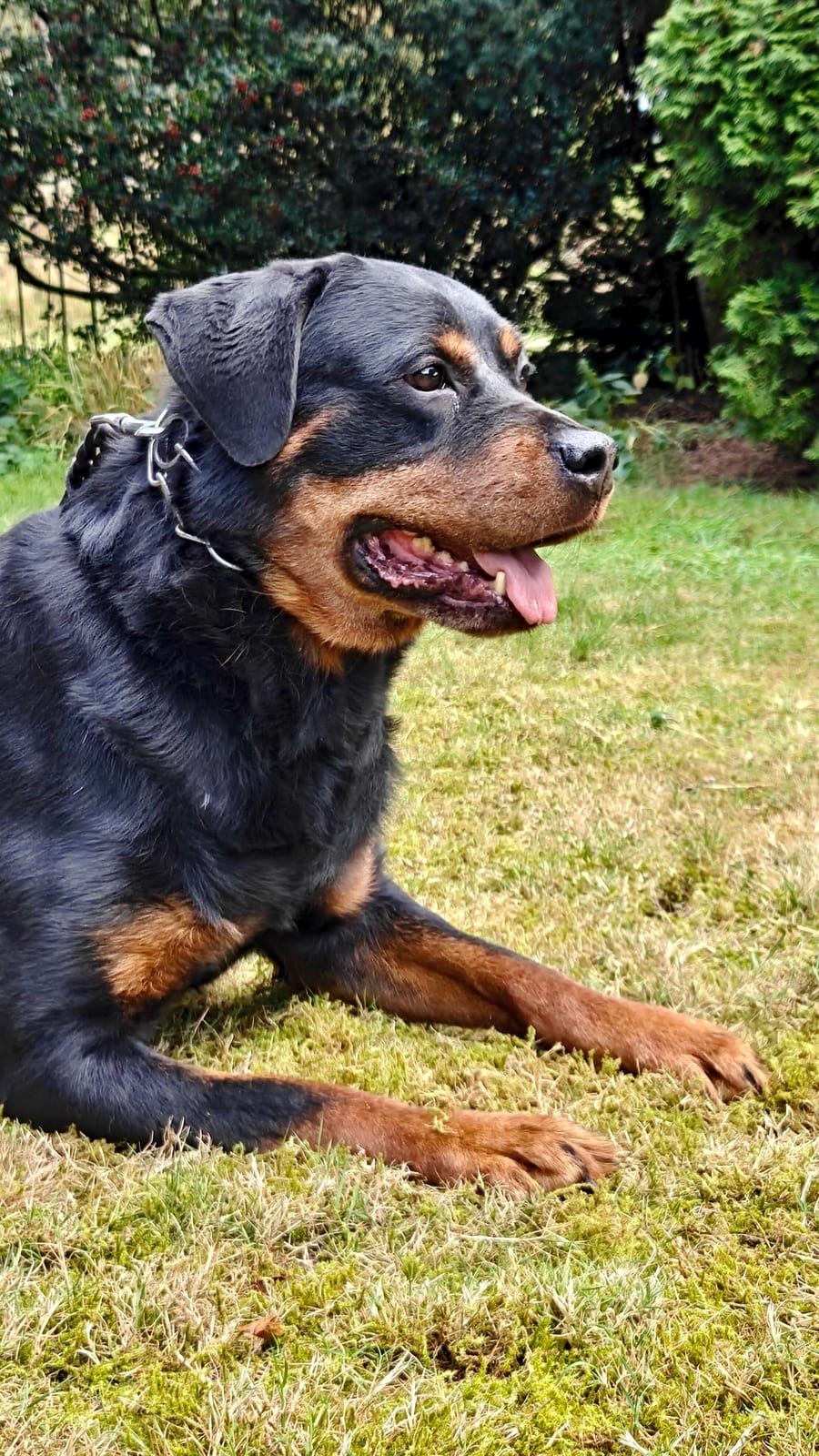 Ilvy vom schwarzen Grat, Rottweiler-Hündin — Foto 3