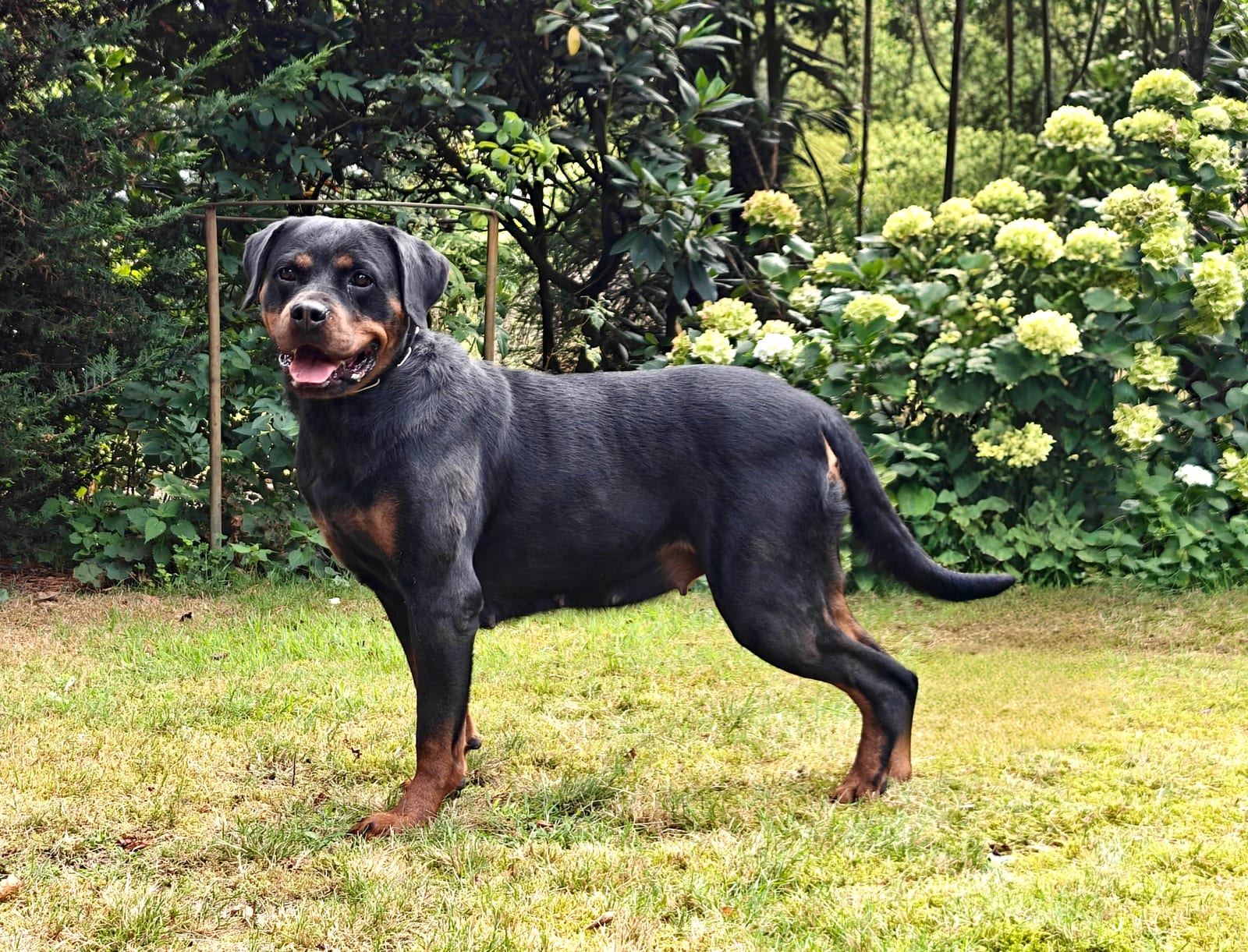 Samba von Hohenschramberg, Rottweiler-Hündin