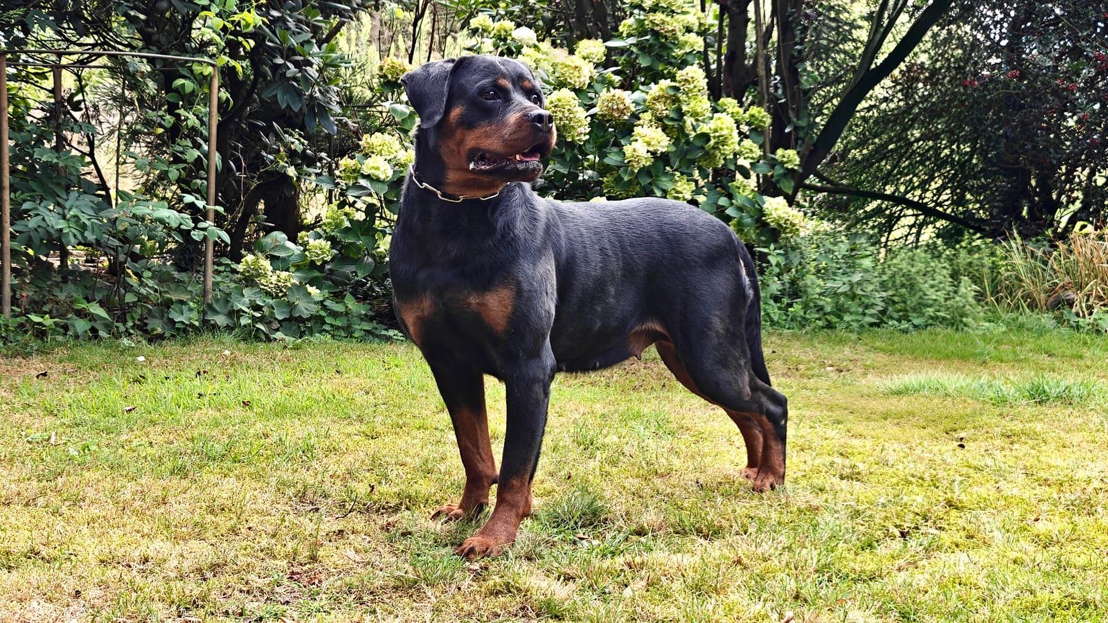 Samba von Hohenschramberg, Rottweiler-Hündin — Foto 2