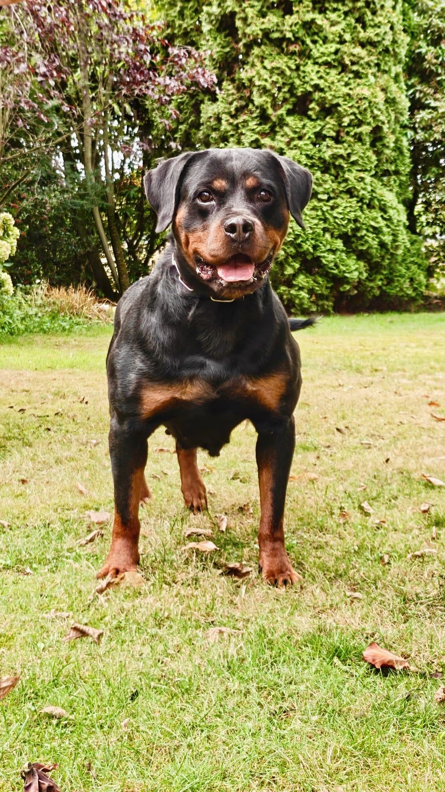 Samba von Hohenschramberg, Rottweiler-Hündin — Foto 3