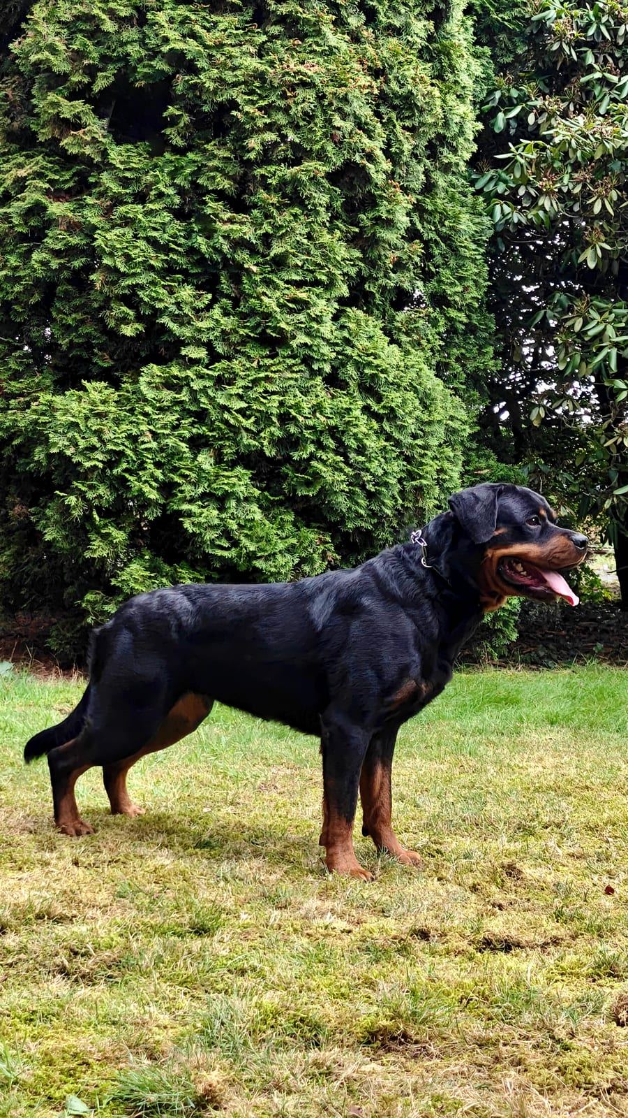 Wanja von Hohenschramberg, Rottweiler-Hündin