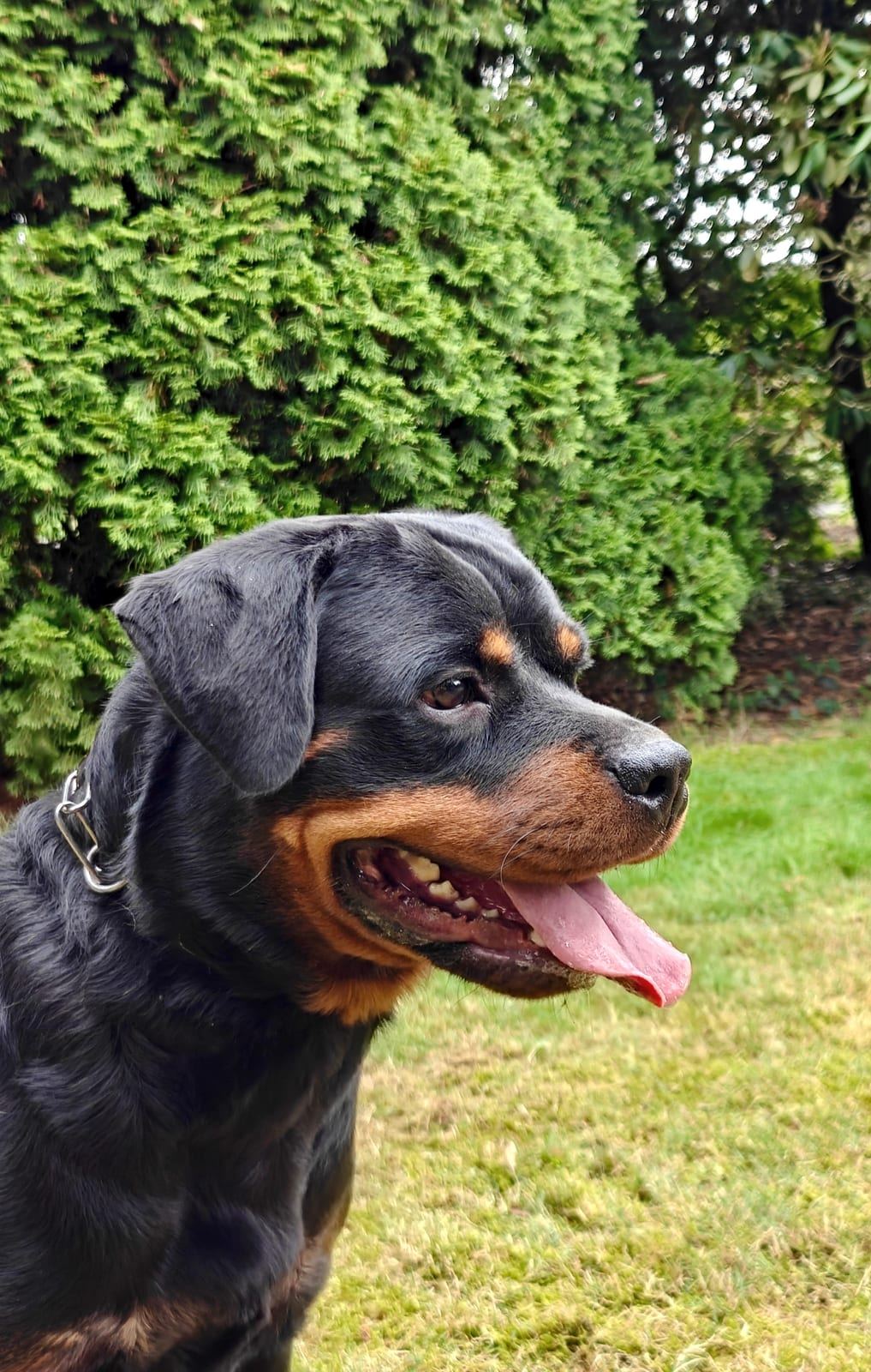 Wanja von Hohenschramberg, Rottweiler-Hündin — Foto 3