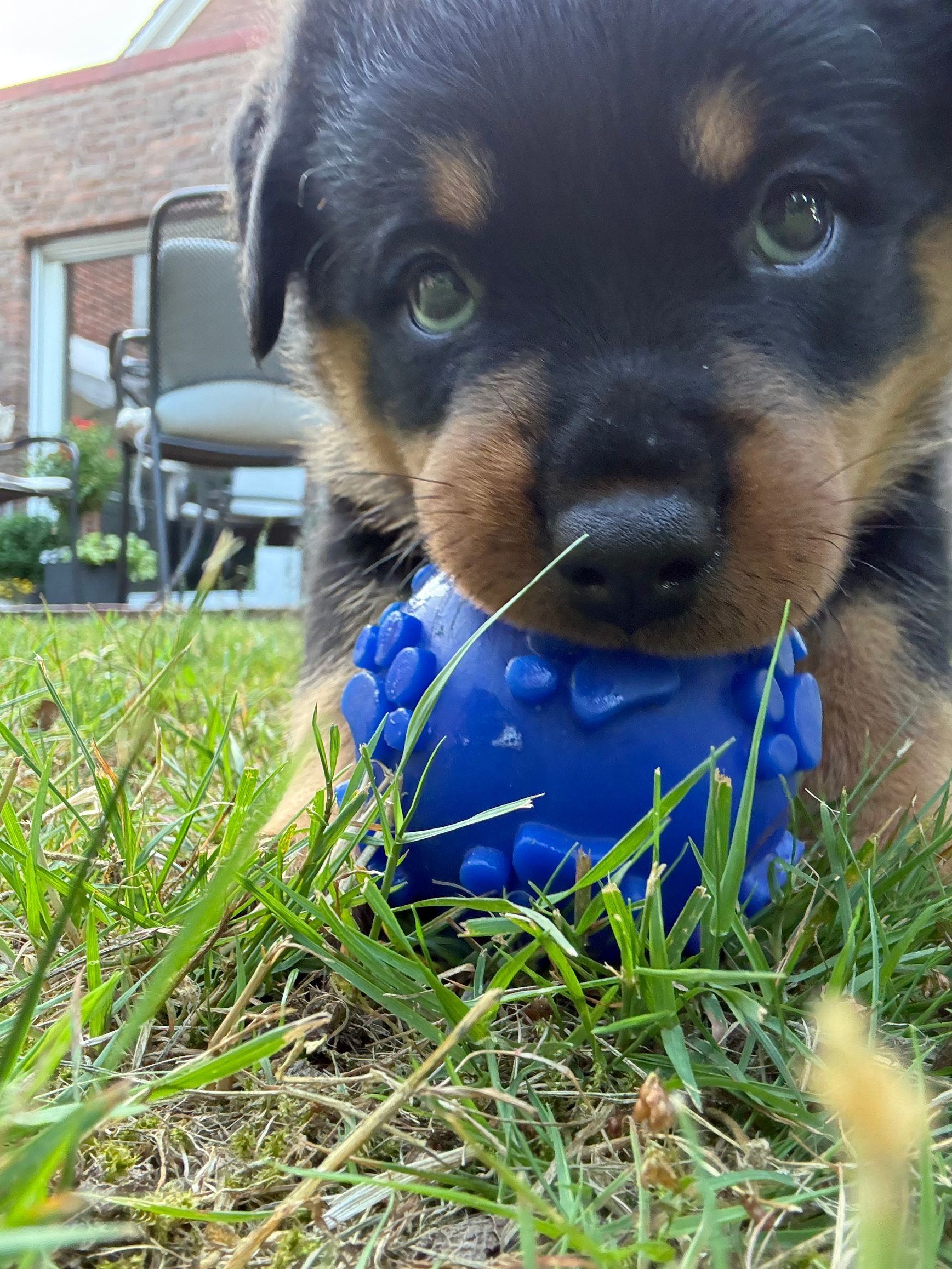 Erste Spiele auf der Terrasse — der blaue Noppenball ist das Lieblingsstück des Wurfs.