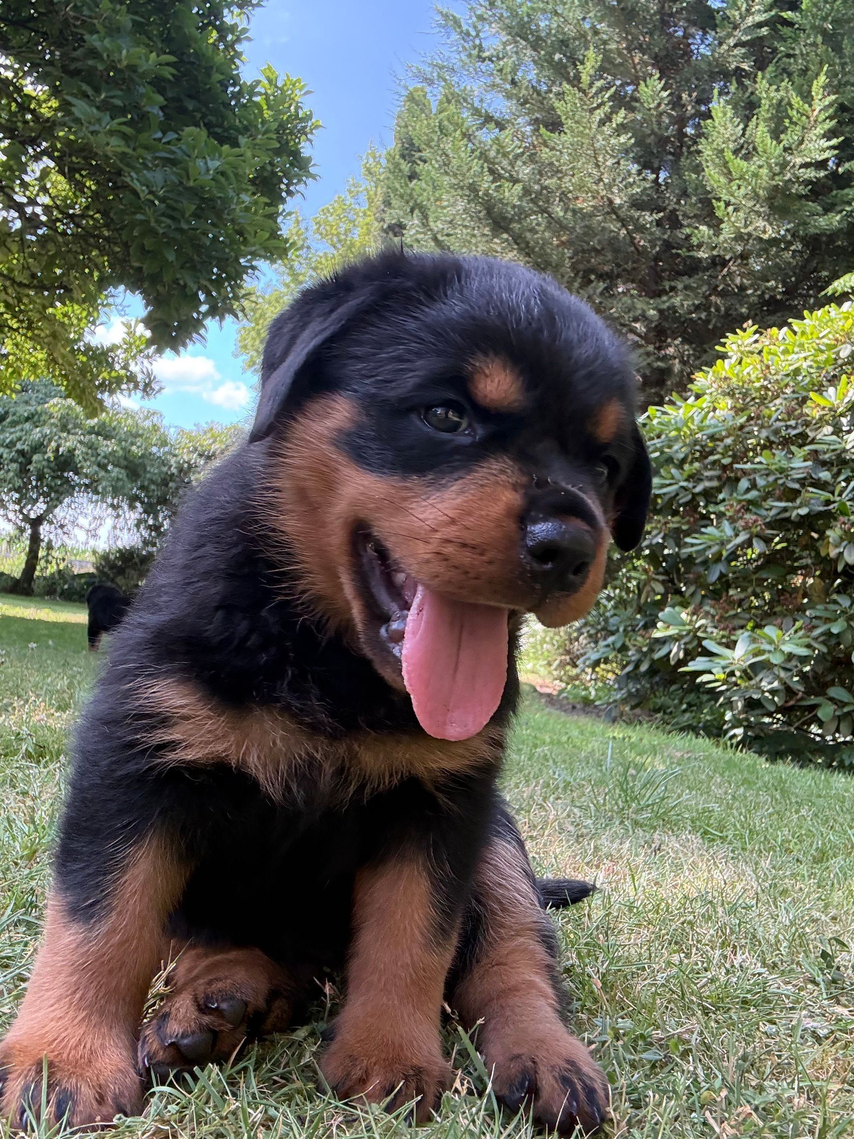 Rottweilerwelpe sitzt in der Sonne