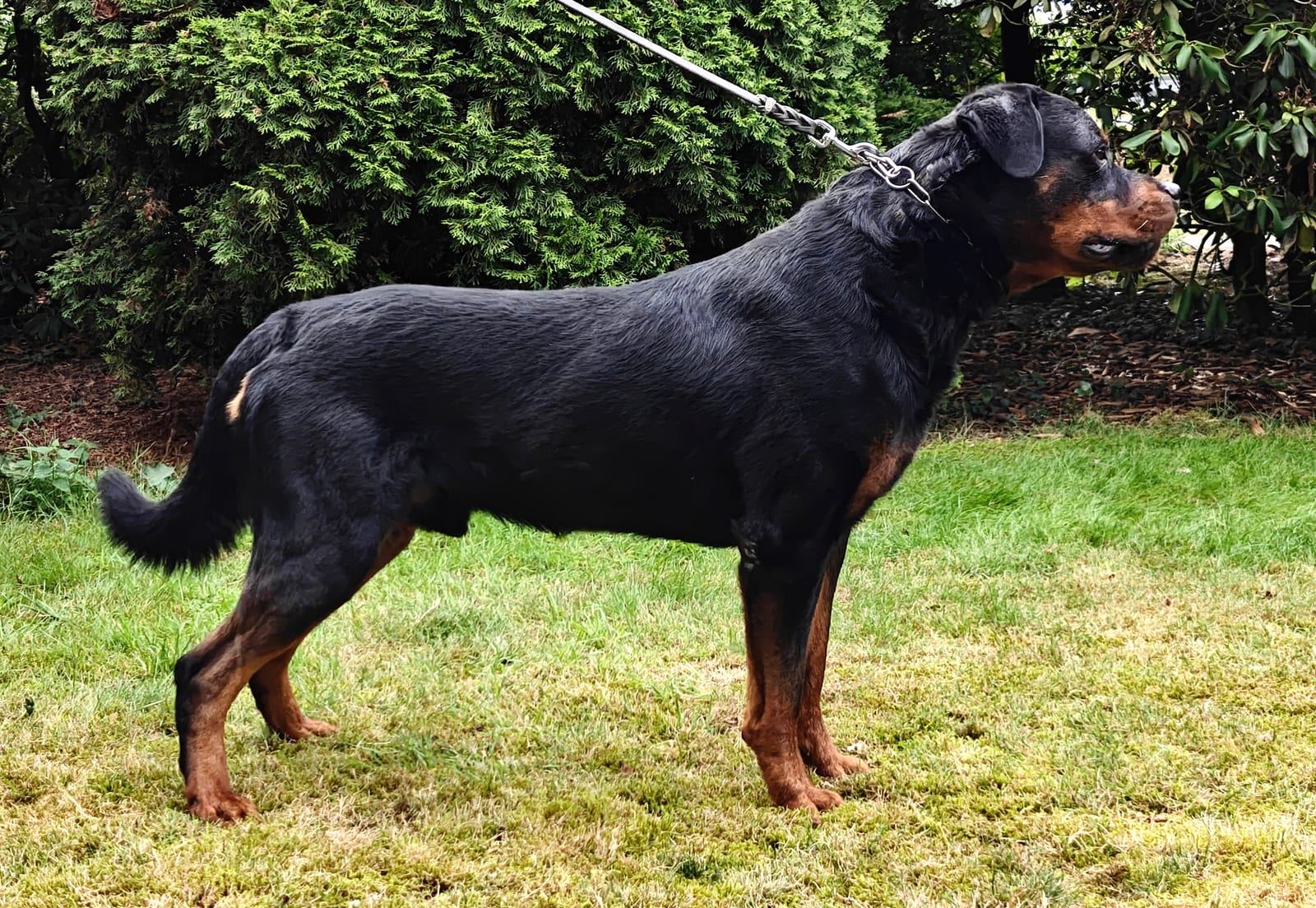 Yoda vom Hause Neubrand, Rottweiler-Rüde