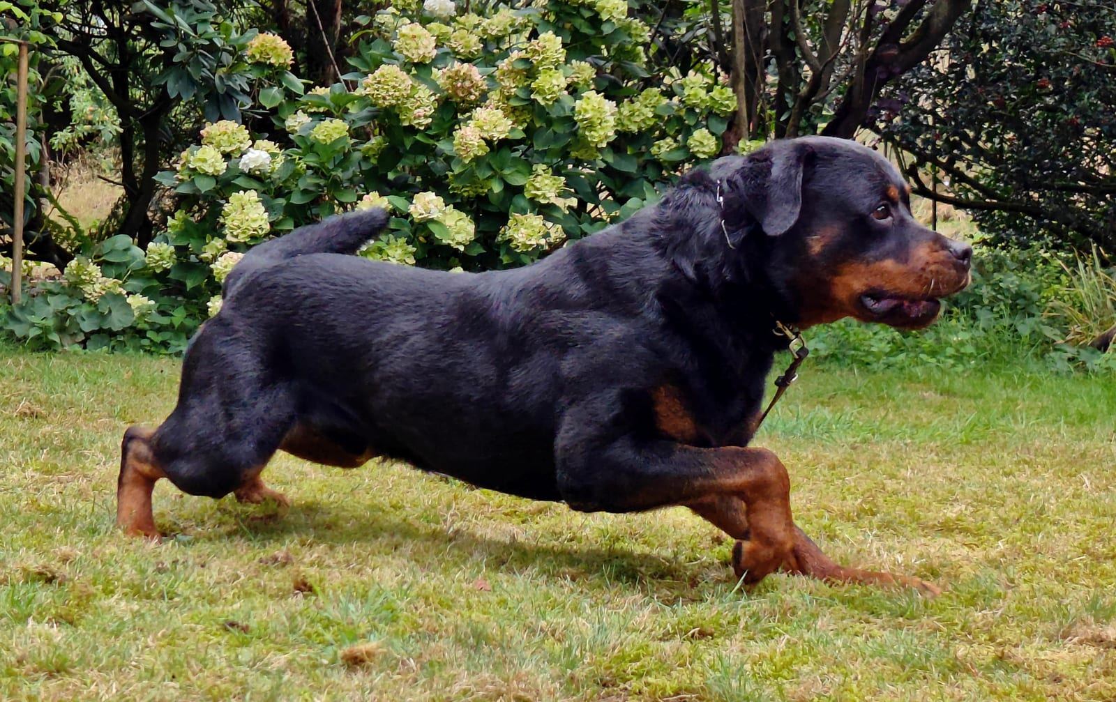 Yoda vom Hause Neubrand, Rottweiler-Rüde — Foto 2