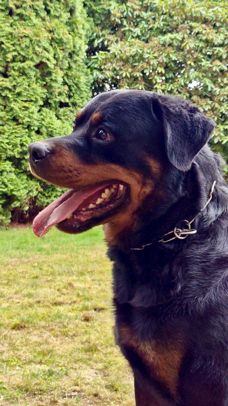 Yoda vom Hause Neubrand, Rottweiler-Rüde — Foto 3