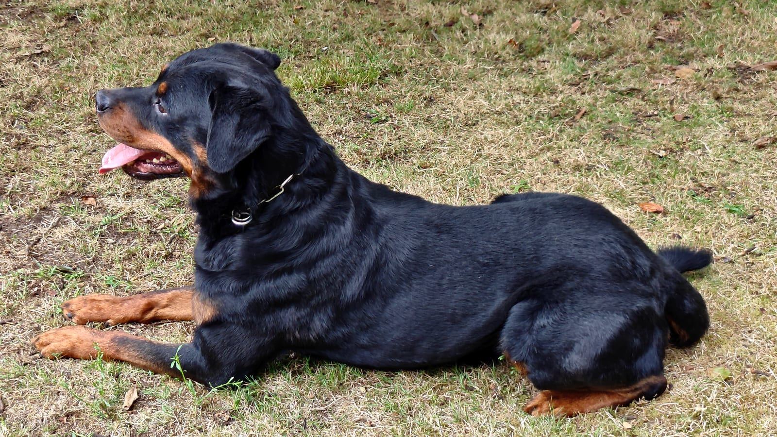 Yoda vom Hause Neubrand, Rottweiler-Rüde — Foto 4