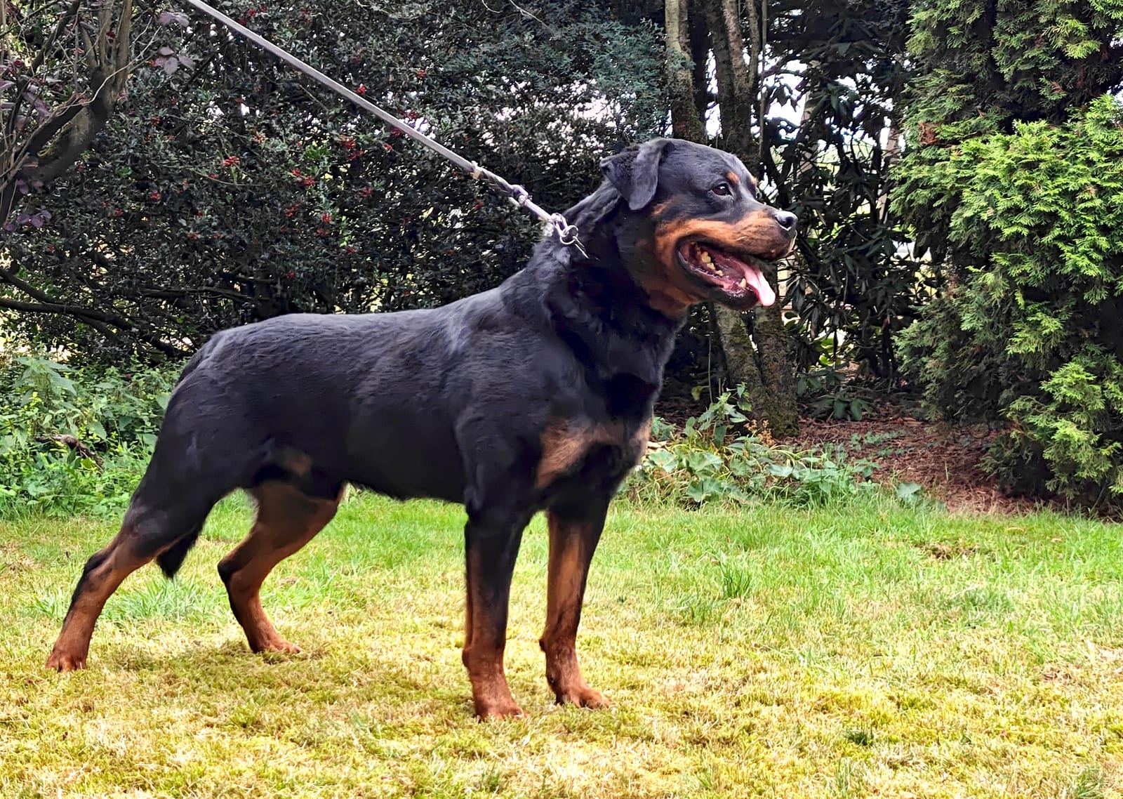 Yoda vom Hause Neubrand, Rottweiler-Rüde — Foto 6